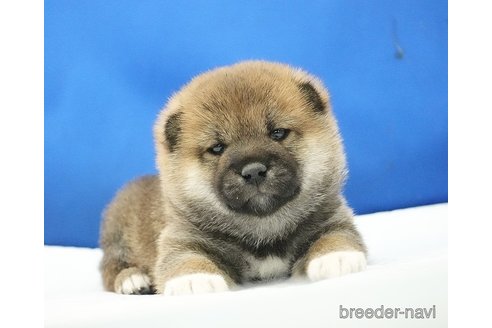 成約済の愛知県の柴犬-350940の4枚目