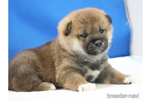 成約済の愛知県の柴犬-350940の3枚目