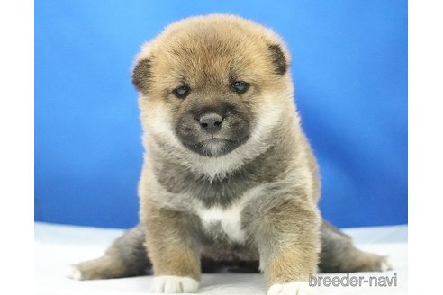 成約済の愛知県の柴犬-350940の6枚目