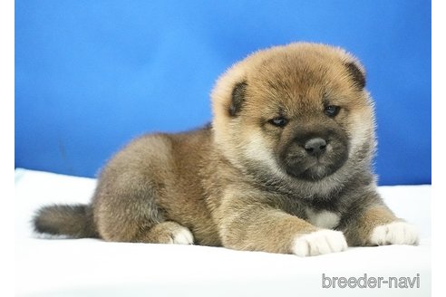 成約済の愛知県の柴犬-350940の8枚目