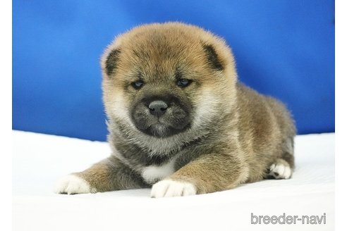 成約済の愛知県の柴犬-350940の7枚目
