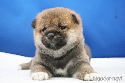 成約済の愛知県の柴犬-350940の10枚目