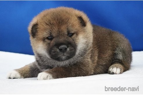 成約済の愛知県の柴犬-350940の9枚目