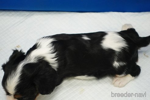 成約済の愛知県のキャバリアキングチャールズスパニエル-350978の15枚目
