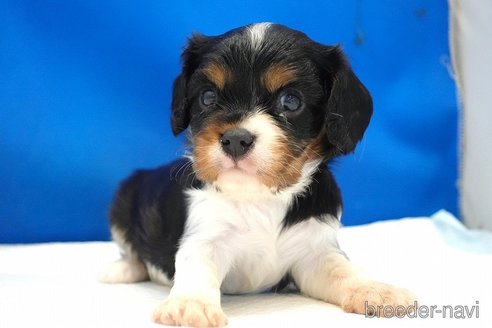 成約済の愛知県のキャバリアキングチャールズスパニエル-350979の6枚目