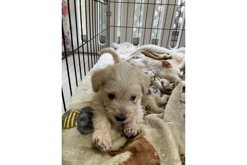 成約済の岐阜県のミックス犬-350984の6枚目