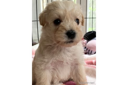 成約済の岐阜県のミックス犬-350984の7枚目
