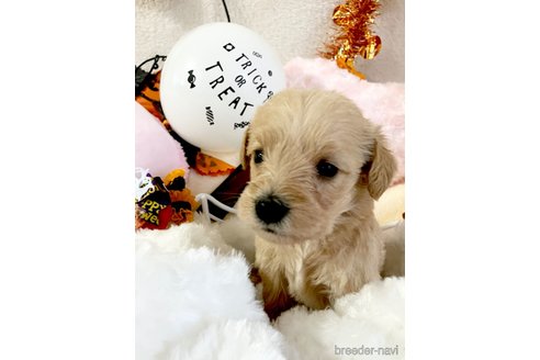 成約済の岐阜県のミックス犬-350984の2枚目
