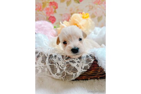 成約済の岐阜県のミックス犬-350984の3枚目