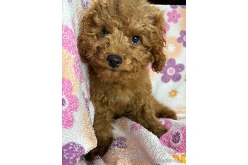 成約済の茨城県のコッカプー:アメリカンコッカースパニエル×トイプードル-331023の12枚目