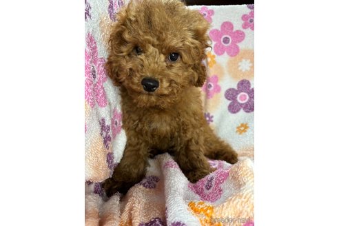 成約済の茨城県のコッカプー:アメリカンコッカースパニエル×トイプードル-331023の11枚目
