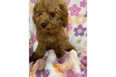 成約済の茨城県のコッカプー:アメリカンコッカースパニエル×トイプードル-331023の13枚目
