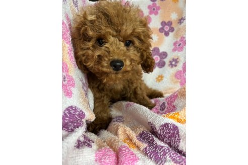 成約済の茨城県のコッカプー:アメリカンコッカースパニエル×トイプードル-331023の9枚目