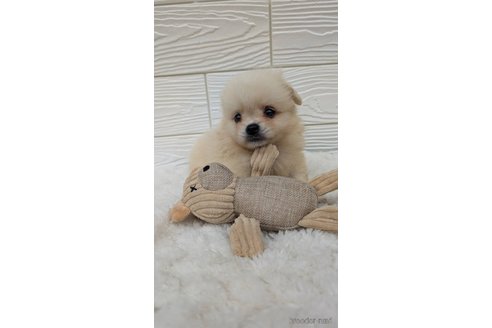 成約済の宮崎県のミックス犬-351004の2枚目