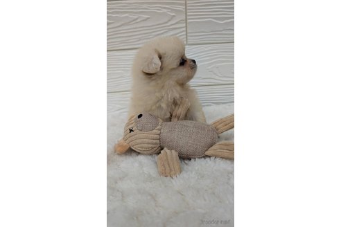 成約済の宮崎県のミックス犬-351004の3枚目