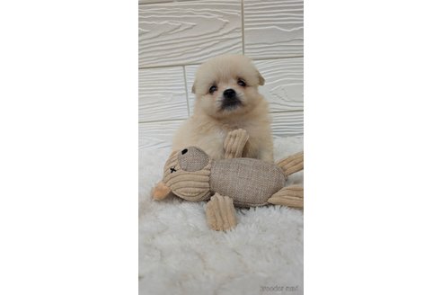 成約済の宮崎県のミックス犬-351004