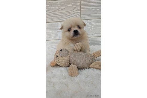 成約済の宮崎県のミックス犬-351004の4枚目