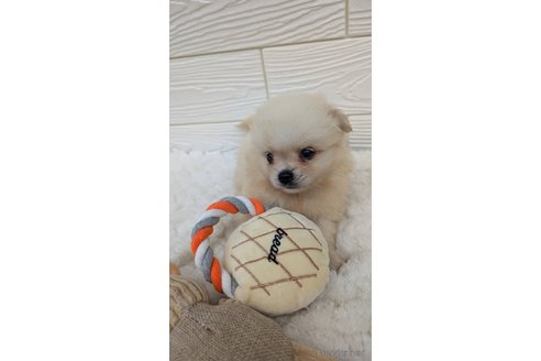 成約済の宮崎県のミックス犬-351005の2枚目