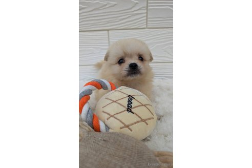 成約済の宮崎県のミックス犬-351005の3枚目