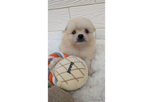 成約済の宮崎県のミックス犬-351005の1枚目