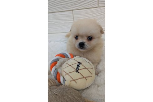 成約済の宮崎県のミックス犬-351005の4枚目