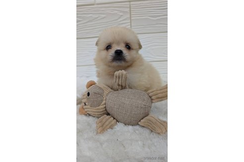 成約済の宮崎県のミックス犬-351006の1枚目