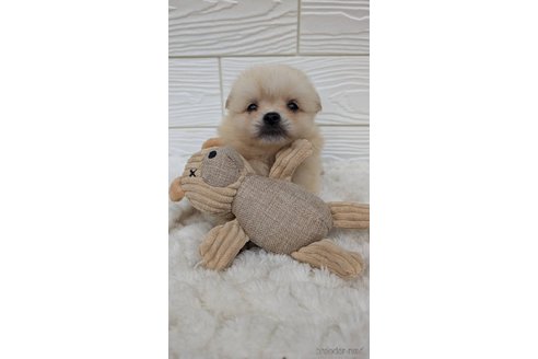 成約済の宮崎県のミックス犬-351006の3枚目