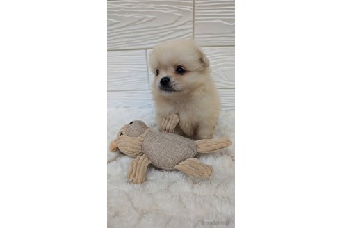 成約済の宮崎県のミックス犬-351006の2枚目