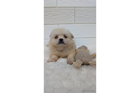 成約済の宮崎県のミックス犬-351007の2枚目
