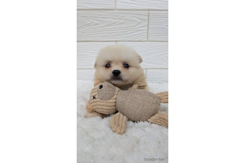 成約済の宮崎県のミックス犬-351007の4枚目