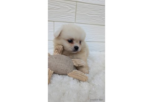 成約済の宮崎県のミックス犬-351007の6枚目