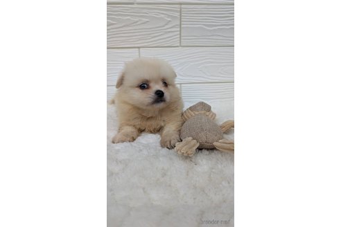 成約済の宮崎県のミックス犬-351007の7枚目