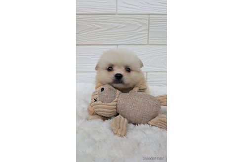 成約済の宮崎県のミックス犬-351007の1枚目