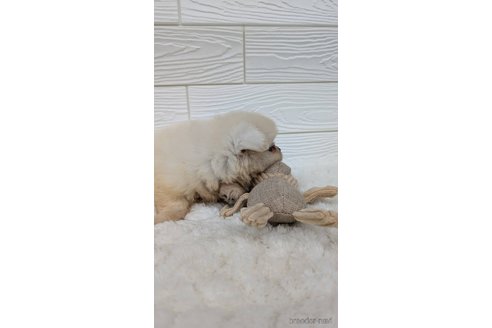 成約済の宮崎県のミックス犬-351007の8枚目