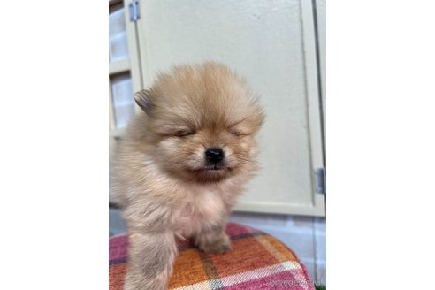 成約済の北海道のポメラニアン-347283の8枚目