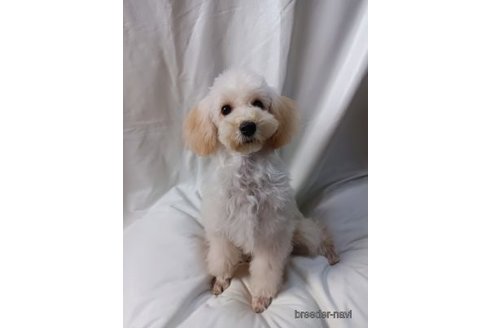 ぼんじりくん1枚目