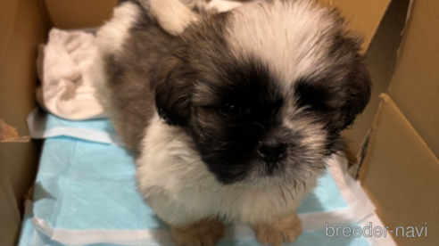 成約済の岡山県のミックス犬-351024の1枚目