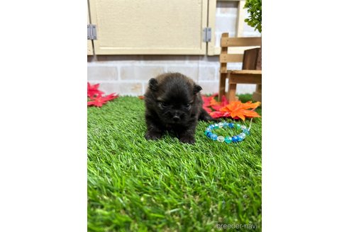 成約済の北海道のポメラニアン-351034の18枚目