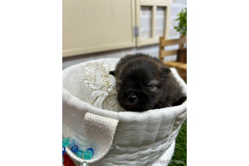 成約済の北海道のポメラニアン-351034の15枚目