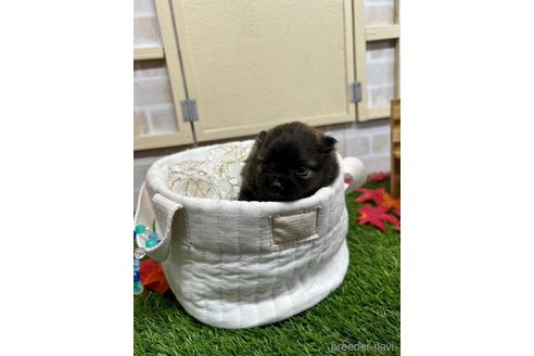 成約済の北海道のポメラニアン-351034の14枚目