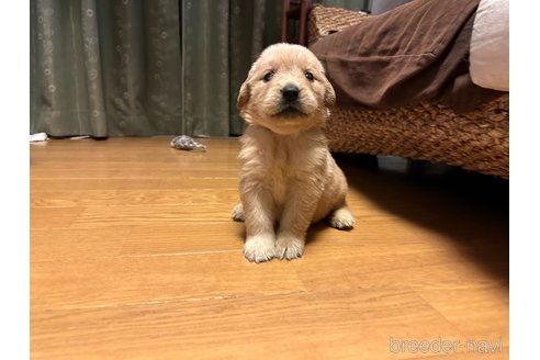 成約済の埼玉県のゴールデンレトリーバー-351046の3枚目
