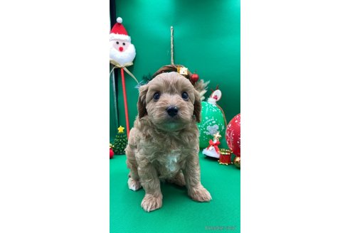 成約済の福岡県のキャバプー:キャバリア×トイプードル-348368の2枚目