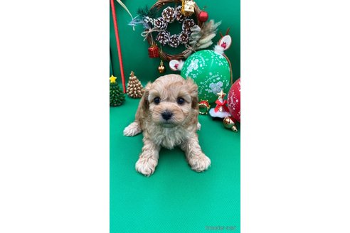 成約済の福岡県のキャバプー:キャバリア×トイプードル-348369の2枚目