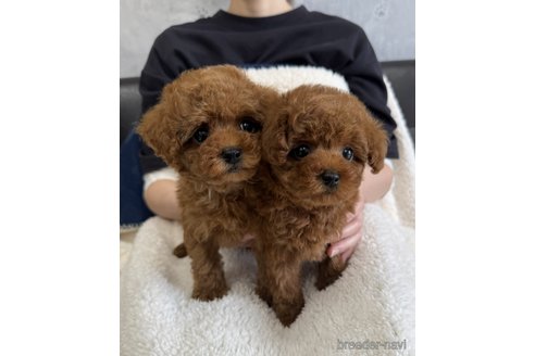 成約済の茨城県のトイプードル-351053の2枚目