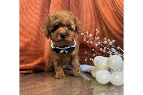 成約済の茨城県のトイプードル-351053の1枚目