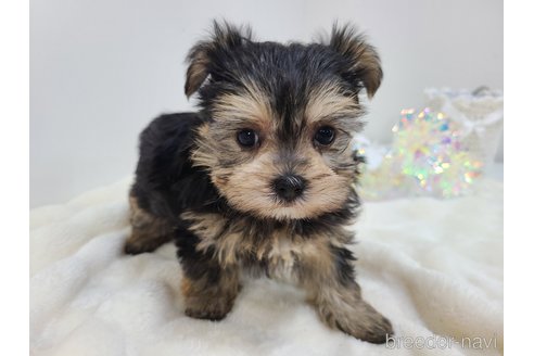 販売中の東京都のミックス犬-351061の31枚目