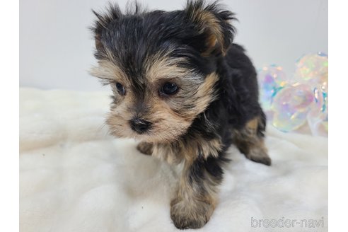 販売中の東京都のミックス犬-351061の33枚目