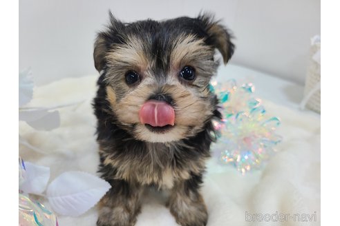 販売中の東京都のミックス犬-351061の32枚目