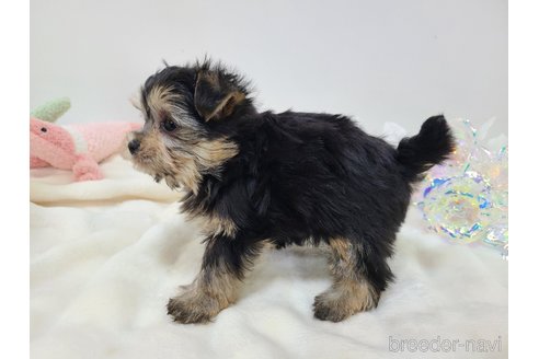 販売中の東京都のミックス犬-351061の30枚目