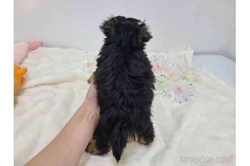 販売中の東京都のミックス犬-351061の29枚目